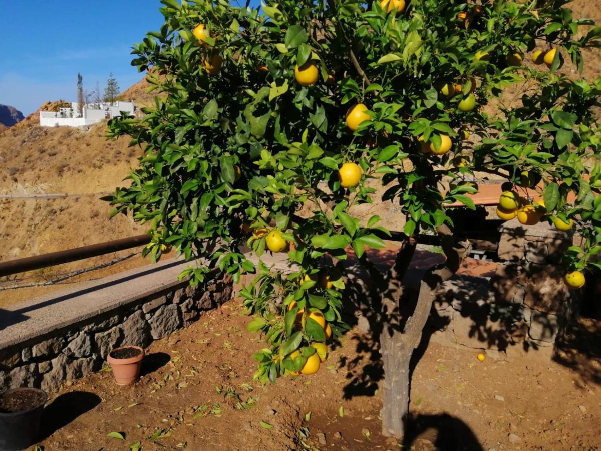 克鲁兹·德·特赫达Casa Rural La Solana别墅 外观 照片